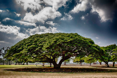 Monkeypod tree
