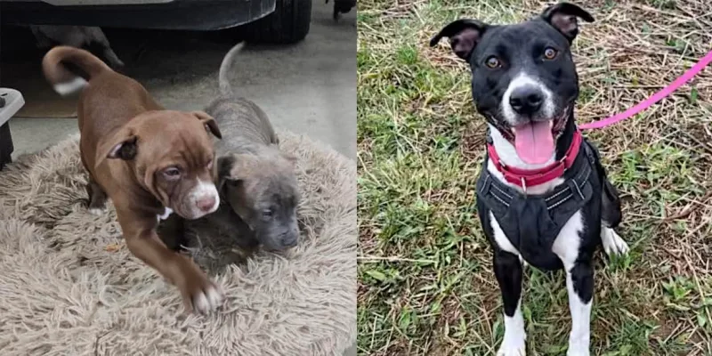 Photos of two puppies and a dog available for adoption from Orphans of the Storm
