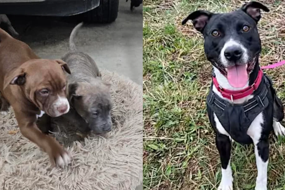 Saving Animal Lives While Streamlining Operations
