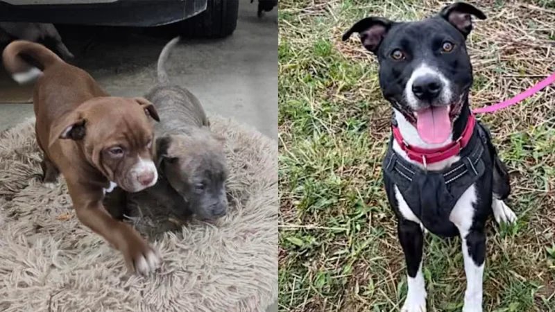 Saving Animal Lives While Streamlining Operations